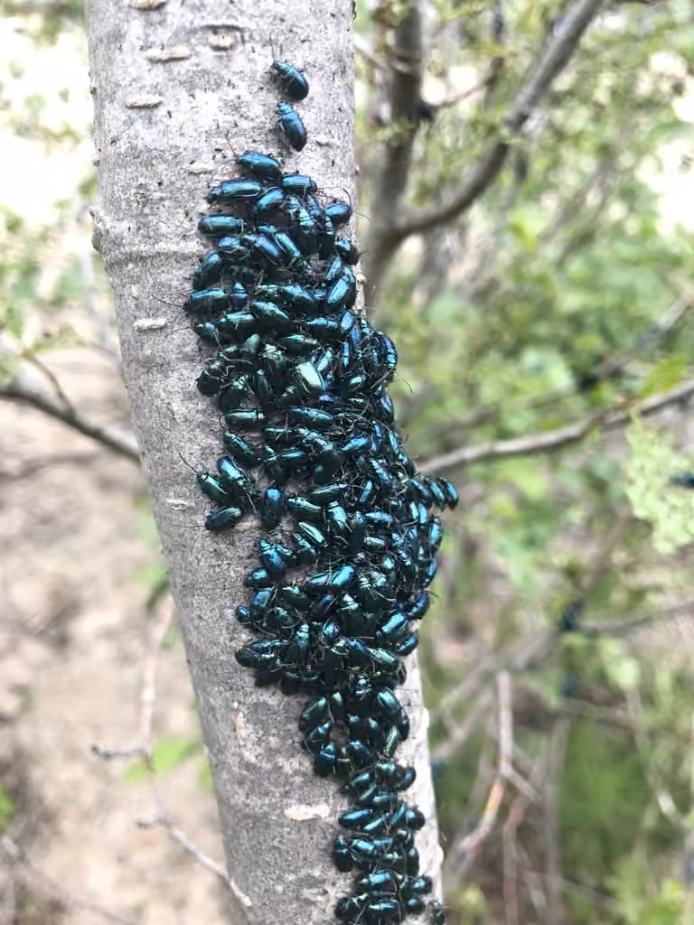 Alder Flea Beetle, Adult
