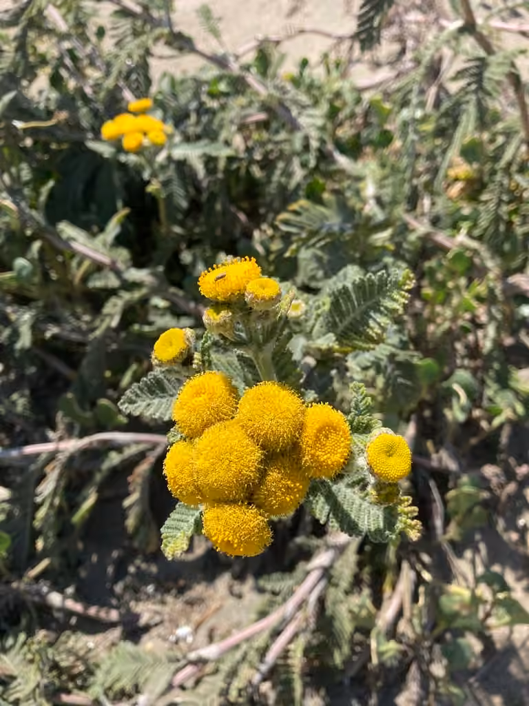 Camphor tansy, In flower