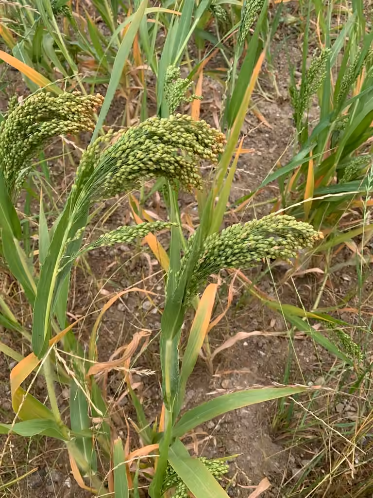 Proso millet