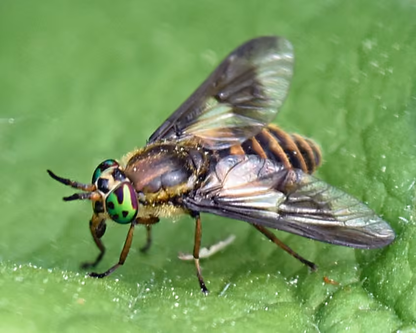 Frigid Deer Fly, photo 3 of 5