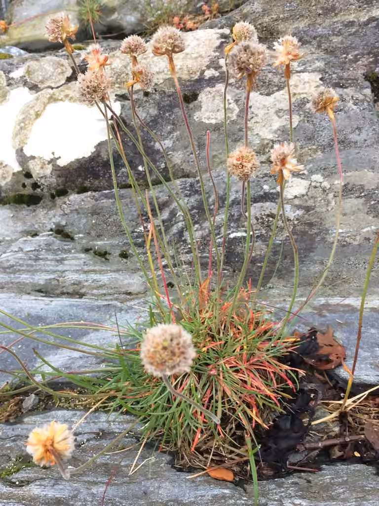 Arméria maritime, En fruits