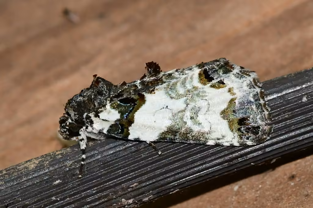 Tufted Bird-dropping Moth, photo 3 of 5