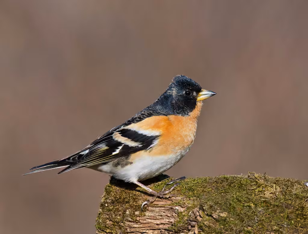 Brambling, photo 1 of 5