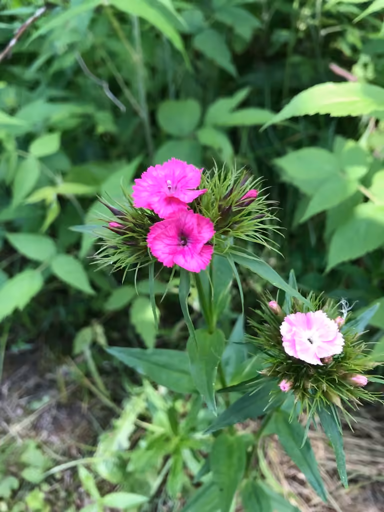 Sweetwilliam, Flower buds