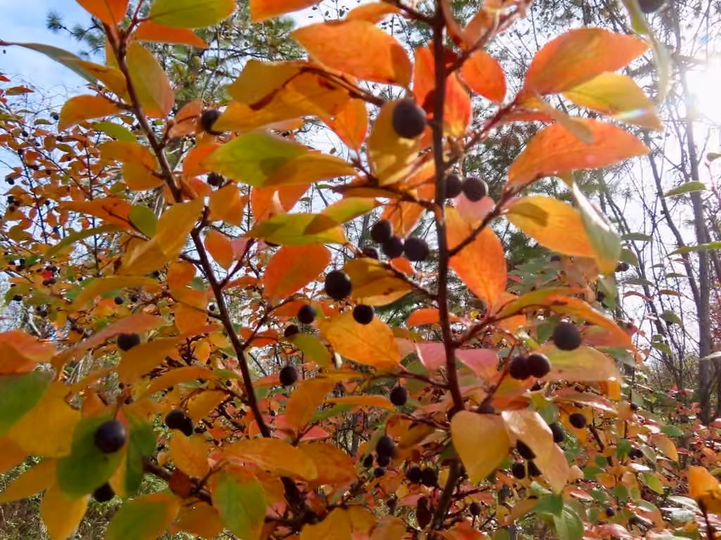Shiny cotoneaster, In fruit