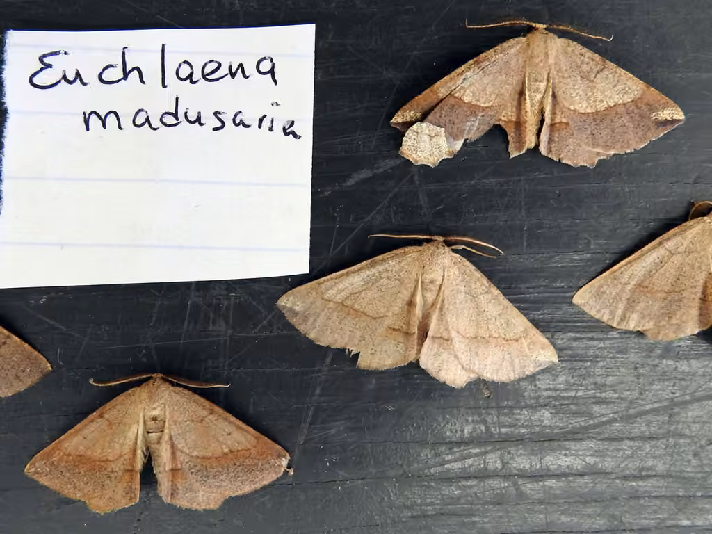 Scrub Euchlaena Moth, Adult