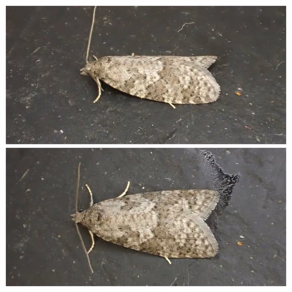 Flax Tortrix, Mâle