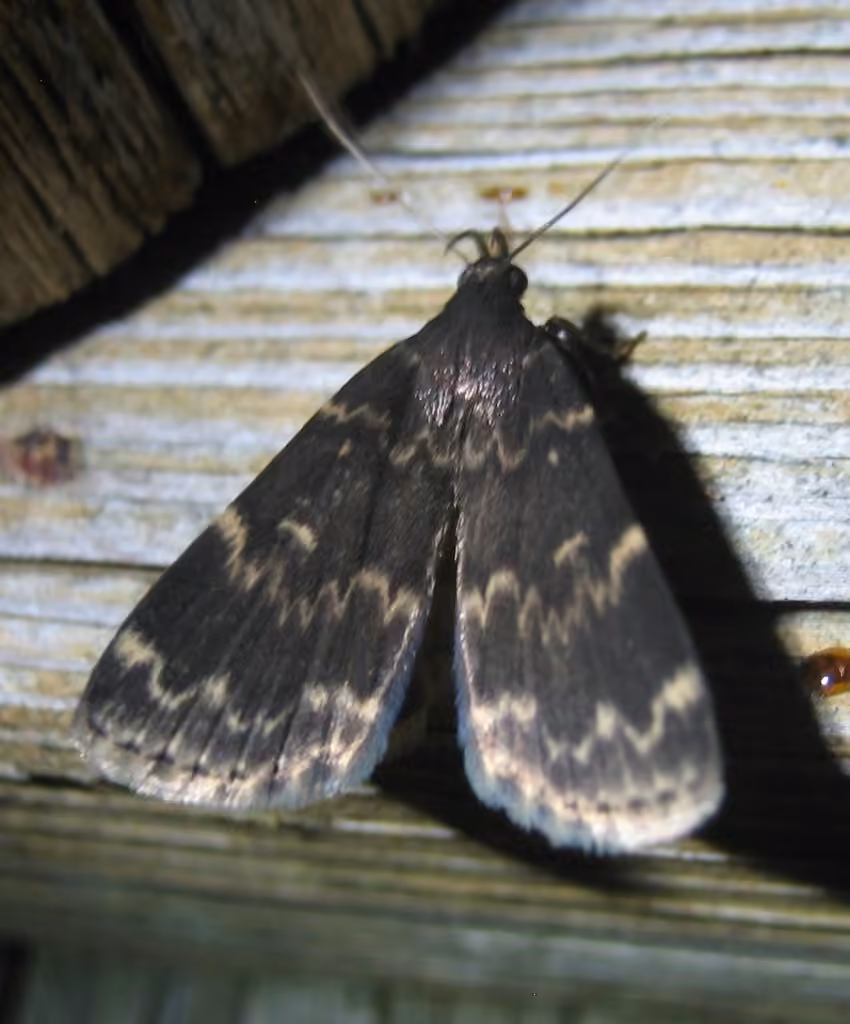 Glossy Black Idia Moth, Adulte