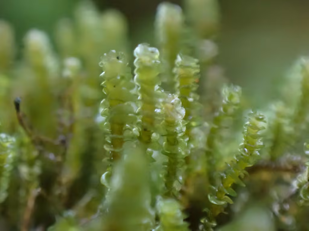 Notched Rustwort, photo 2 of 5