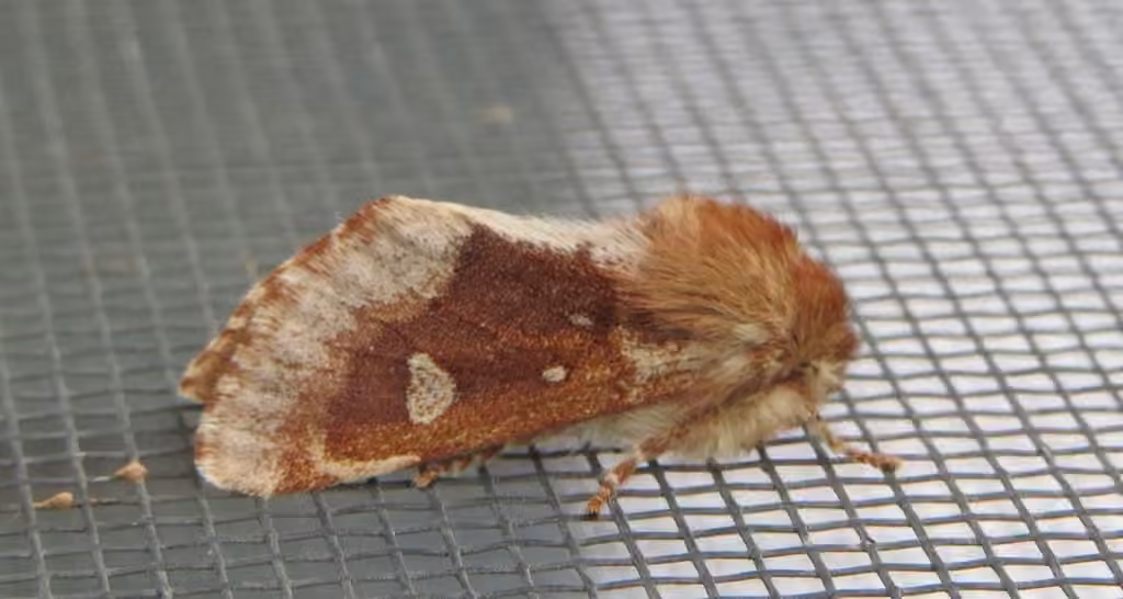 Fawn Sallow, Adulte