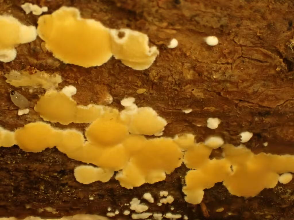 Dacrymyces corticioides, photo 2 sur 5