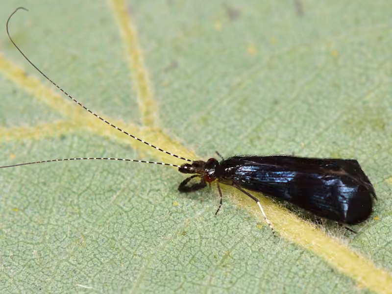 Leptocère azuré