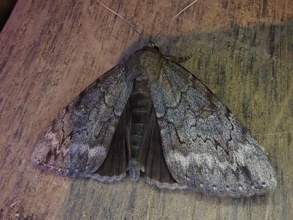Residua Underwing, photo 1 sur 5