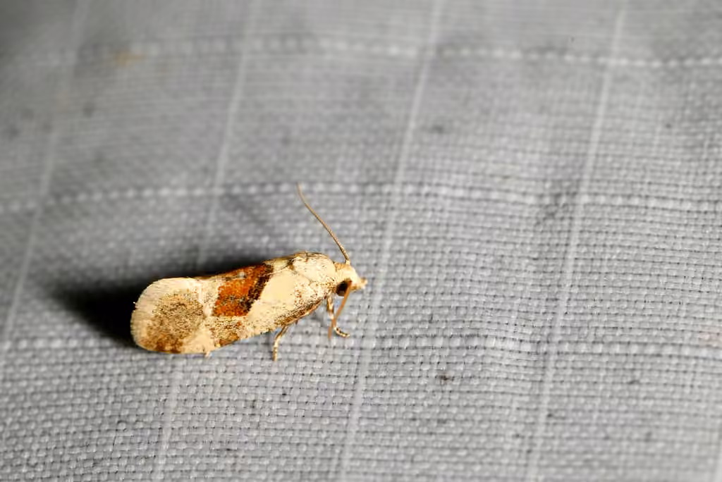 Phalonidia straminoides, Adulte