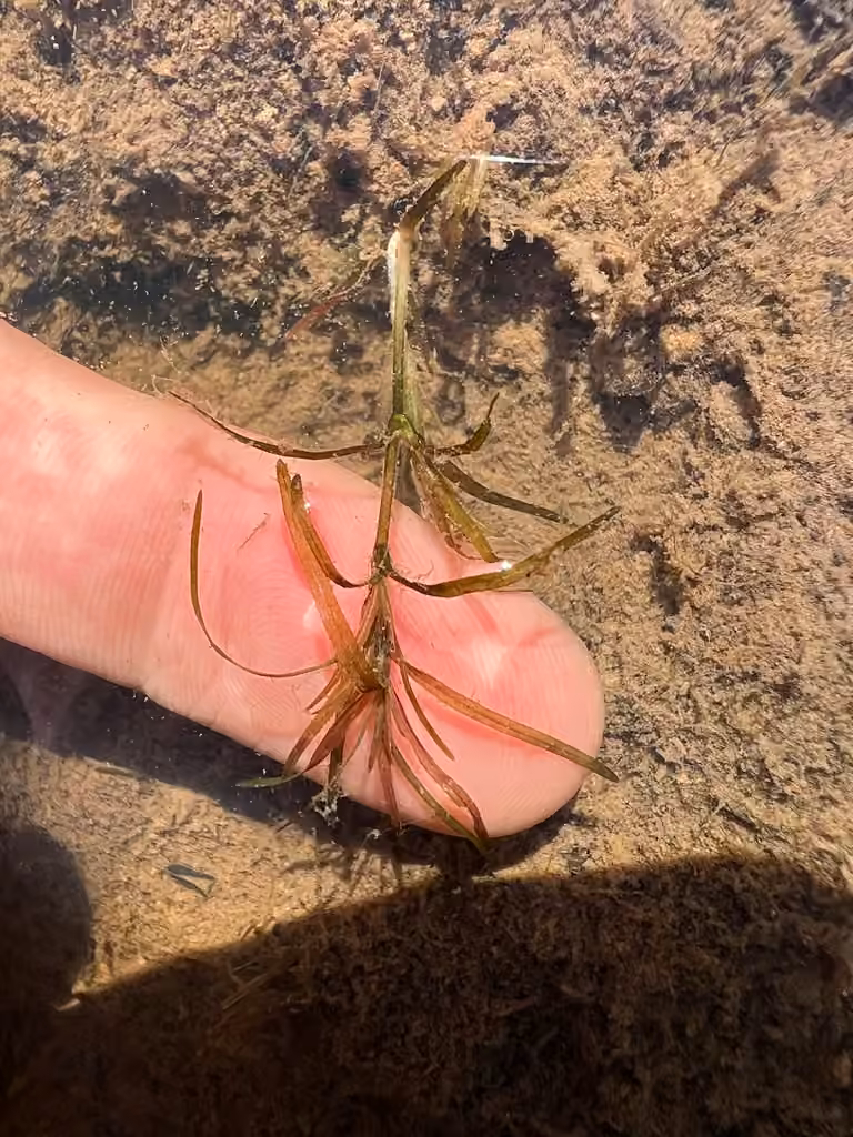 Southern naiad, In fruit