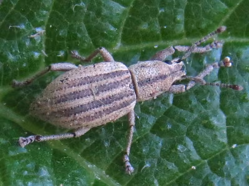 Ribboned Broad-nosed Weevil, photo 2 of 5