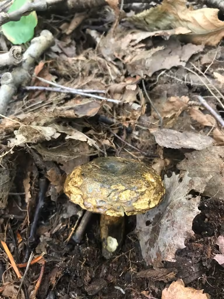 Ugly Milkcap, photo 2 of 5