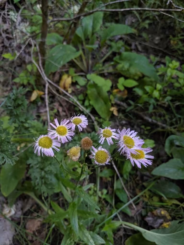 Philadelphia fleabane, In fruit