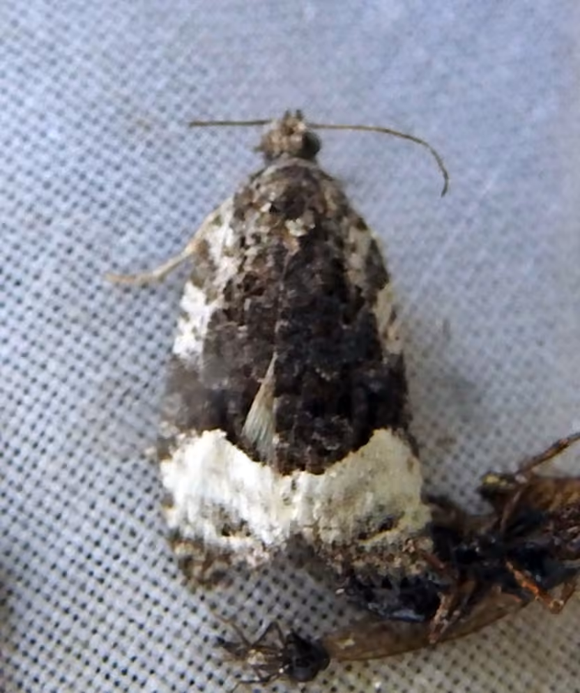 Funereal Apotomis Moth