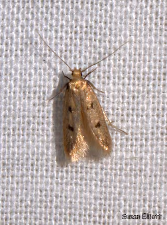 Carolana ascriptella, Adulte