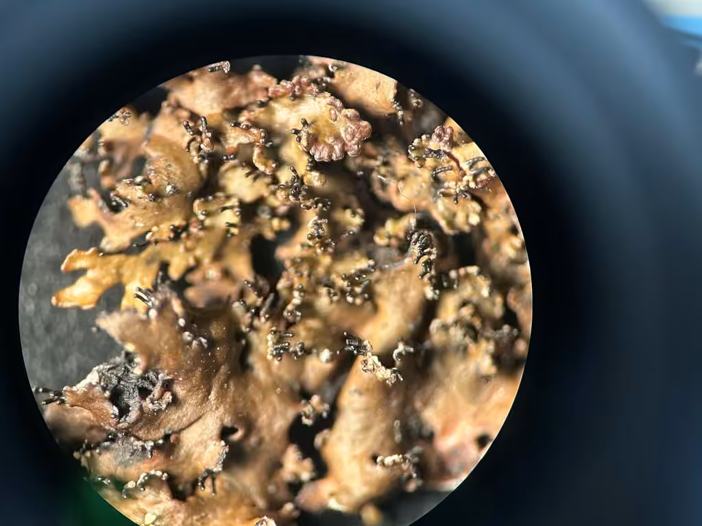 Brown-bellied Northern Lichen, photo 2 of 5