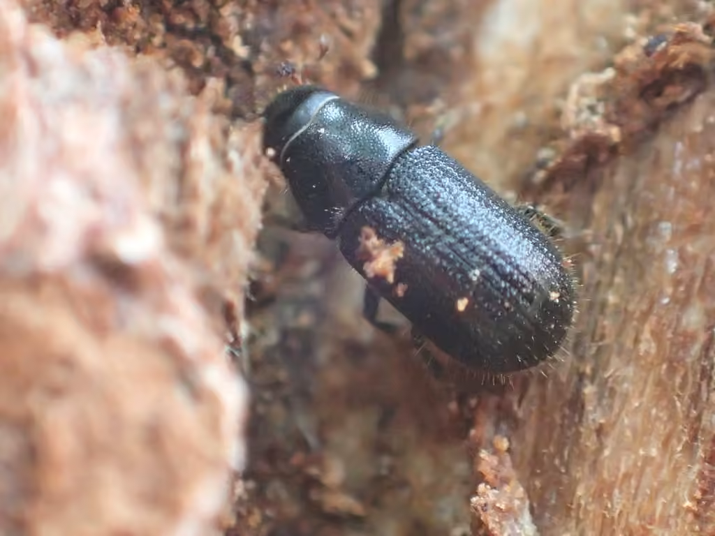 Spruce Bark Beetle