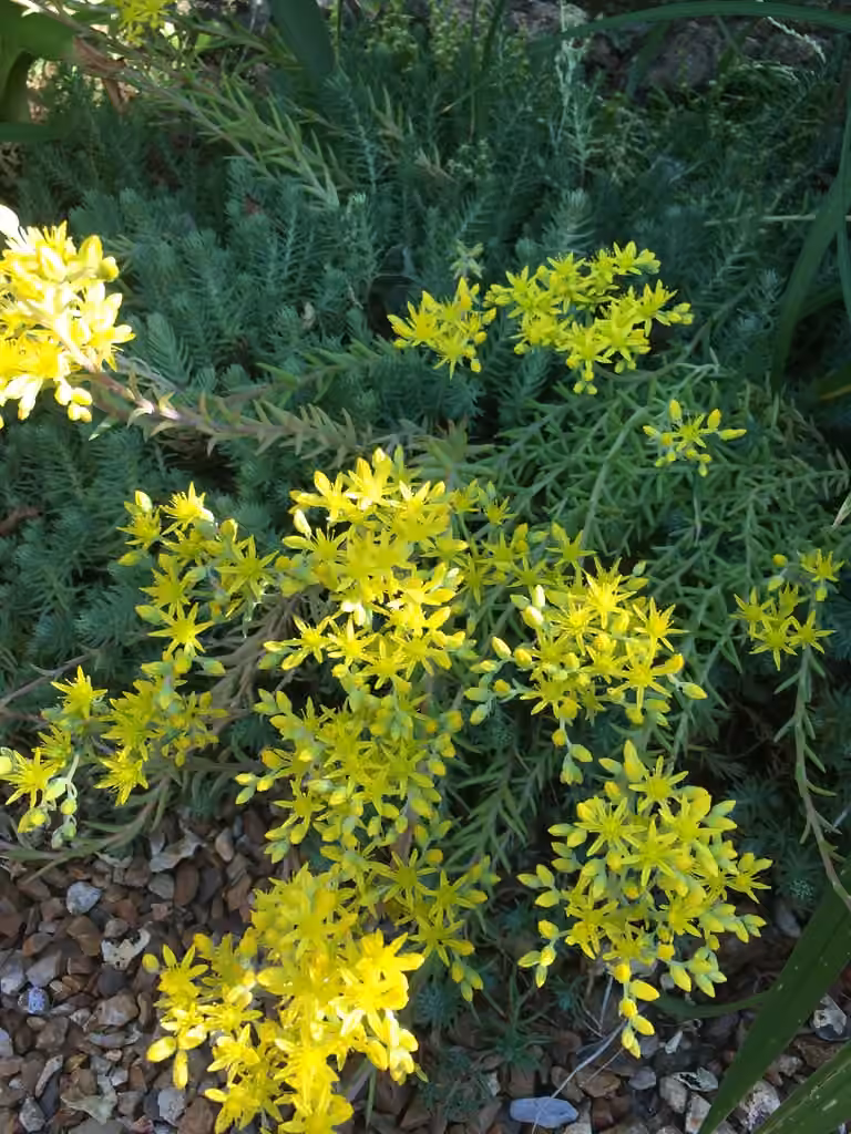 Jenny's stonecrop, In flower
