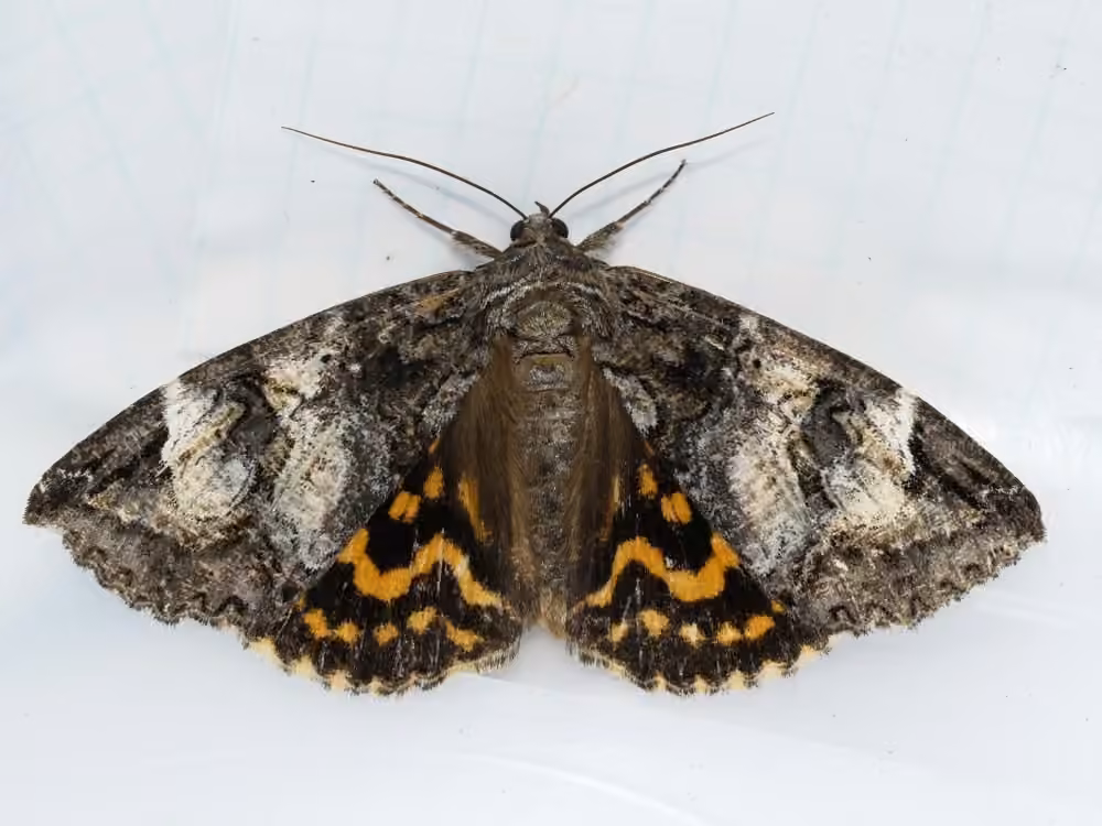 Locust Underwing, photo 3 of 5