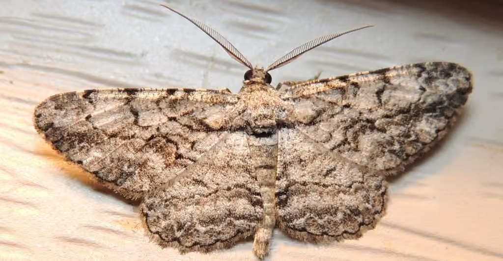 North American Common Gray, photo 1 of 5