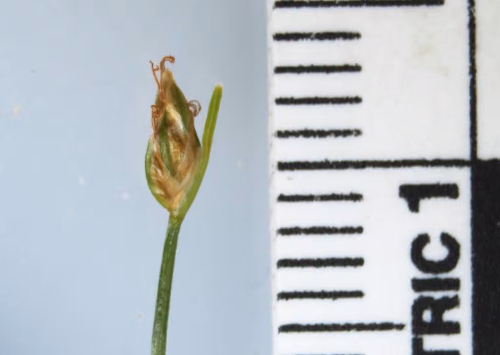 Trichophore de Clinton