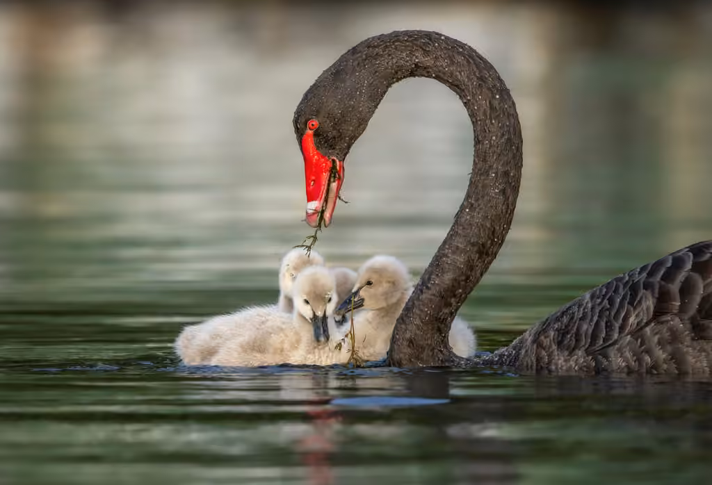 Cygne noir, photo 3 sur 5