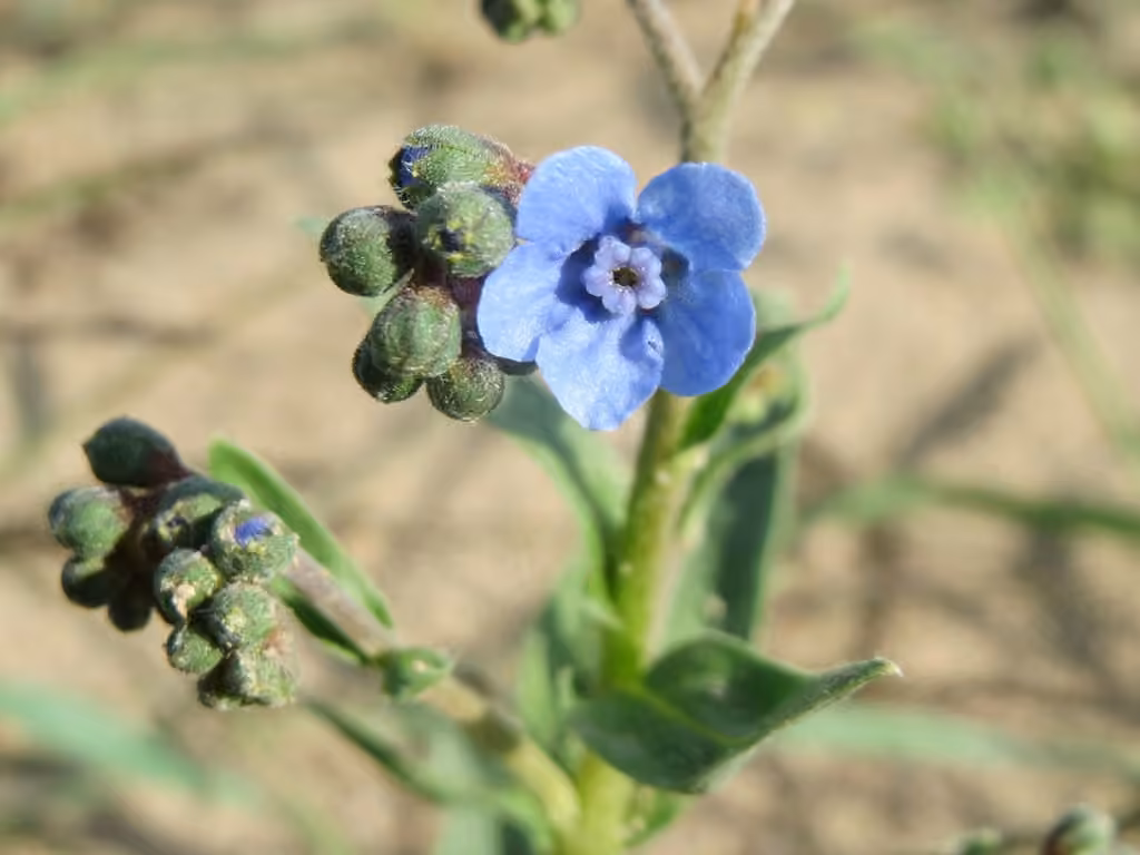Chinese hound's tongue, photo 1 of 5