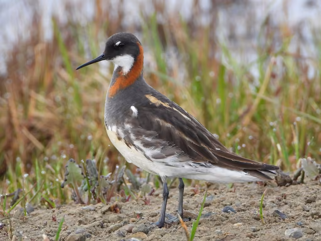 Red-necked Phalarope, photo 1 of 5
