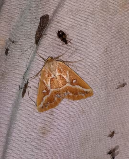 Brown Pine Looper Moth, Adult