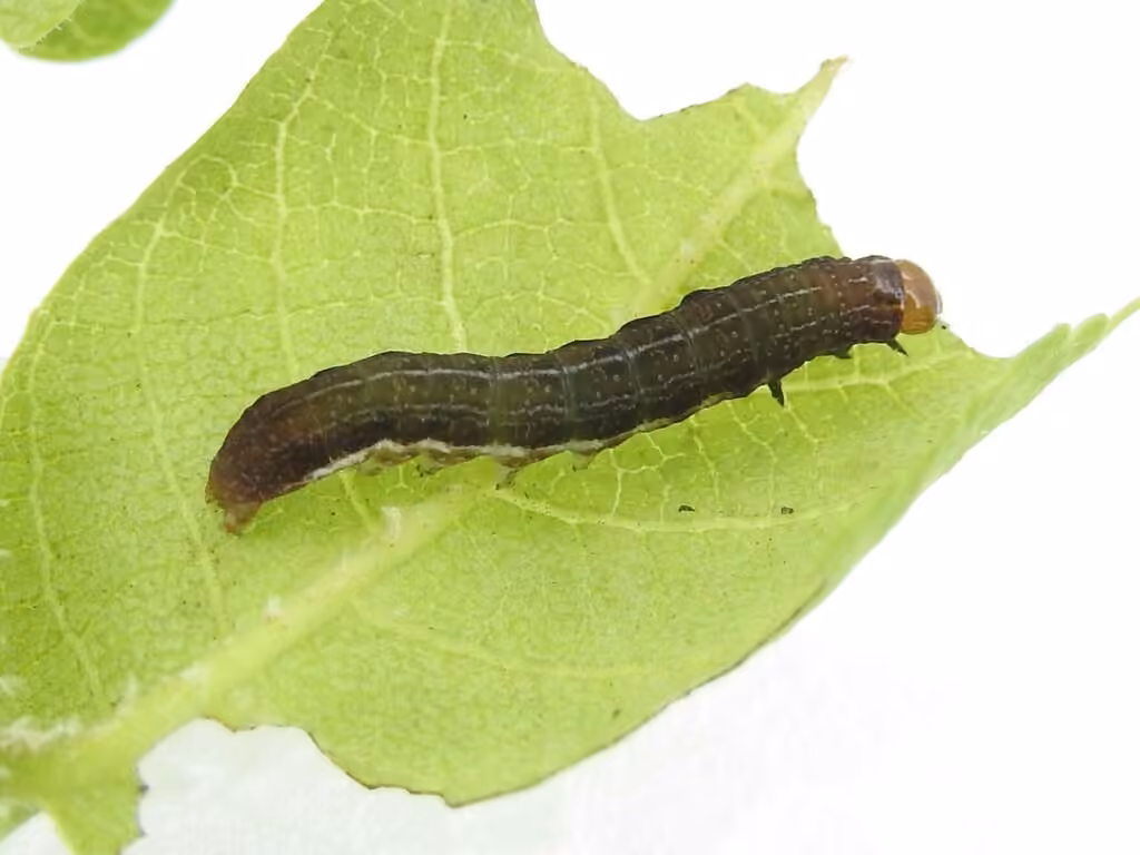 Morrison's Sallow, photo 1 sur 5