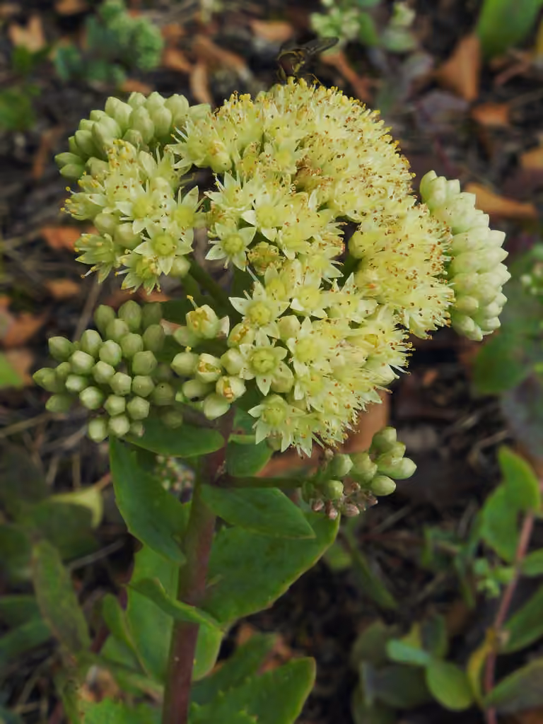 Great Stonecrop, photo 1 of 5