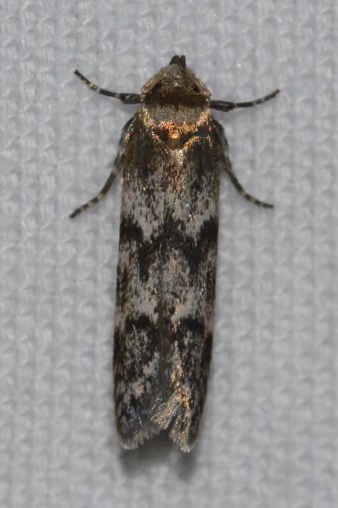 Asaphocrita aphidiella
