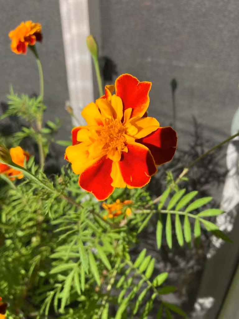 Oeillet d'Inde, En fleurs