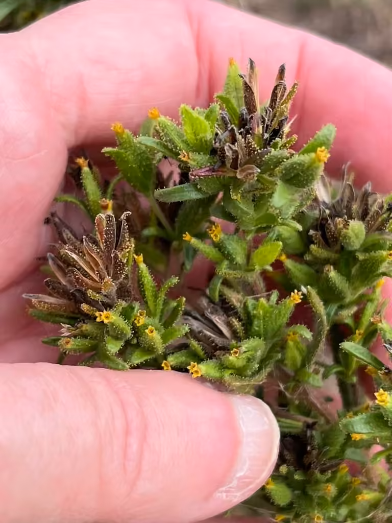 Mountain tarweed, In fruit