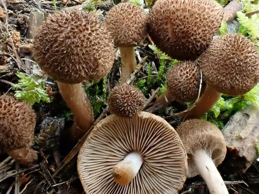 Inocybe laineux, photo 2 sur 5