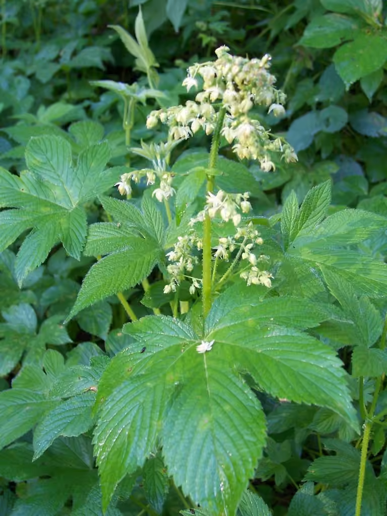 Houblon du Japon, photo 3 sur 5