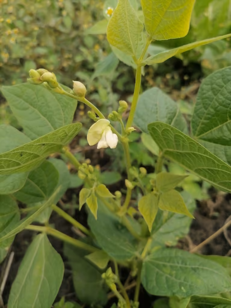 Kidney bean, In flower