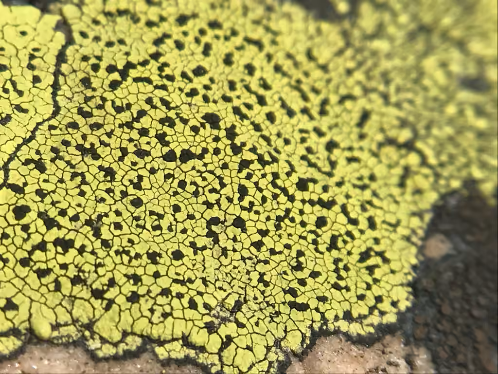 Rhizocarpe citronné, photo 1 sur 5