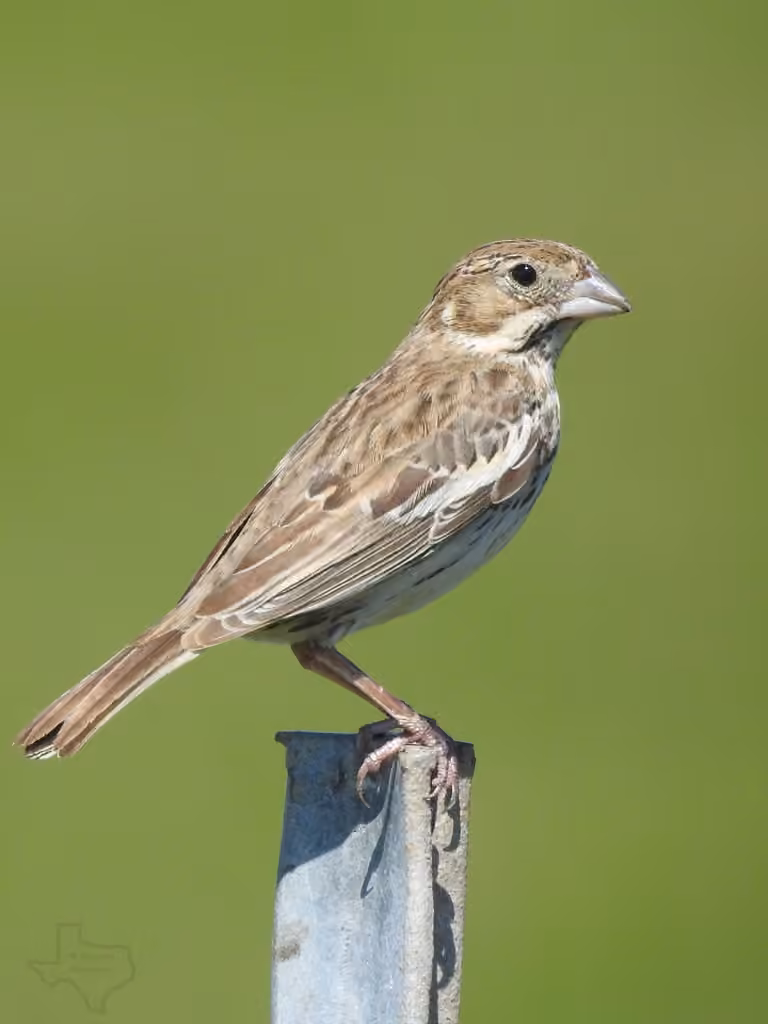 Lark Bunting, Female