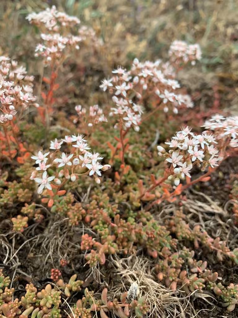 White stonecrop, In flower