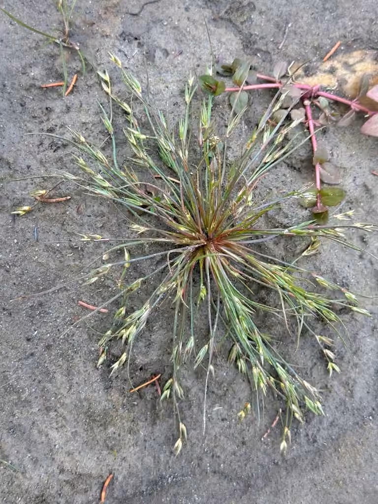 Toad rush, In fruit