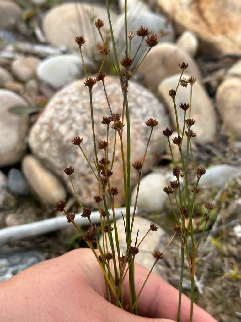 Northern green rush, In fruit