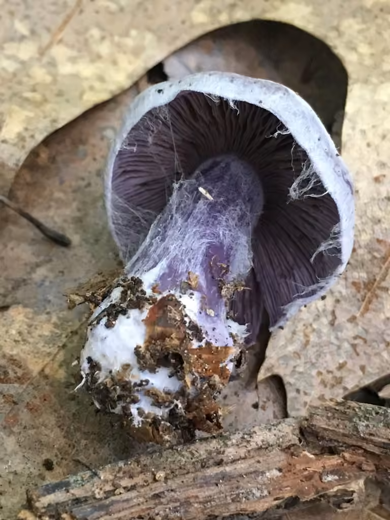 Cortinarius obliquus, photo 1 of 5