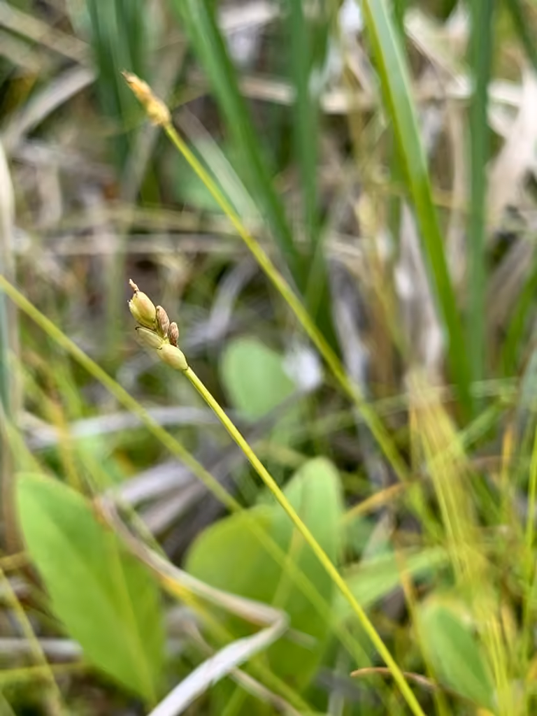 Carex à tiges grêles, En fruits