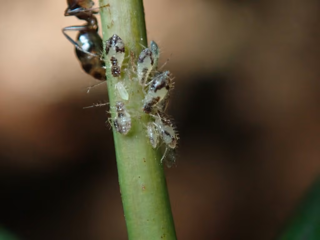 Norway Maple Aphid